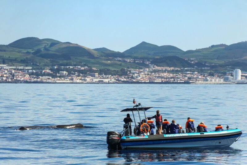 From Ponta Delgada: Whale and Dolphin Watching Trip - Restrictions and Requirements