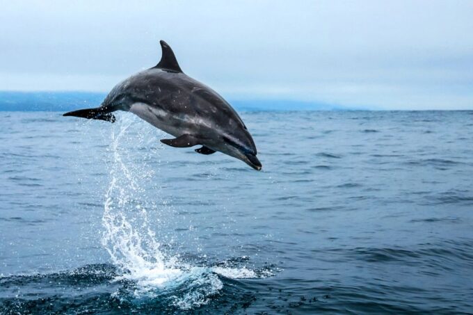 From Ponta Delgada: Whale and Dolphin Watching Trip - Customer Ratings and Feedback