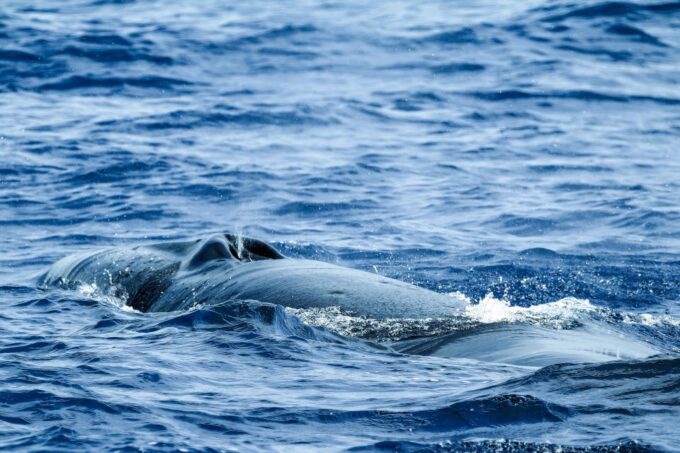 From Ponta Delgada: Whale and Dolphin Watching Trip - Itinerary and Experience