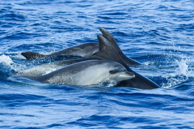 From Ponta Delgada: Whale and Dolphin Watching Trip - Meeting Point and Directions