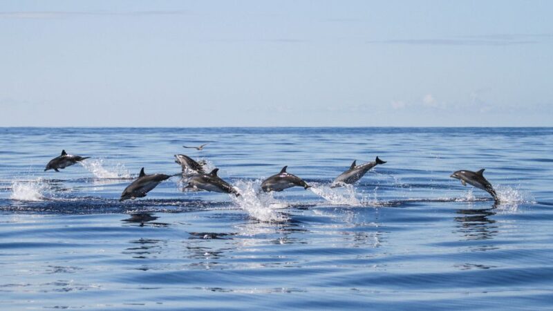 From Ponta Delgada: Whale and Dolphin Watching Trip - Seasonal Highlights