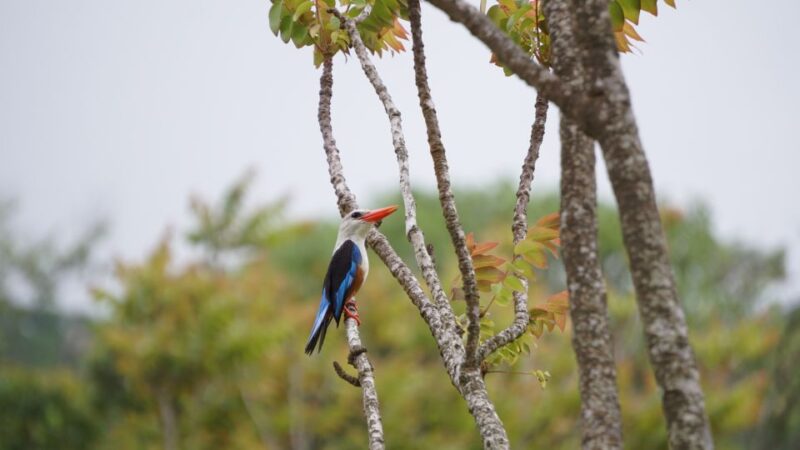 From Ponta Do Sol: Full-Day Nature Hike With a Guide - Key Points