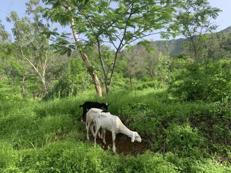From Ponta Do Sol: Full-Day Nature Hike With a Guide - Guided Experience