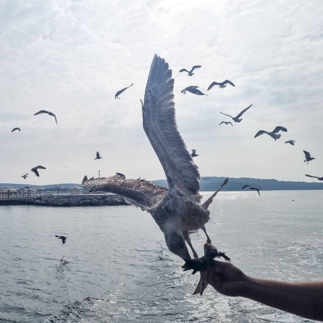 From Poreč: Boat Day Trip to Rovinj With Fish Lunch - Good To Know