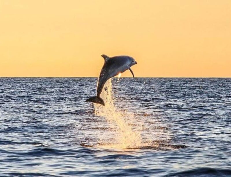 From Poreč: Evening Dolphin Cruise With Welcome Drink - Tour Overview