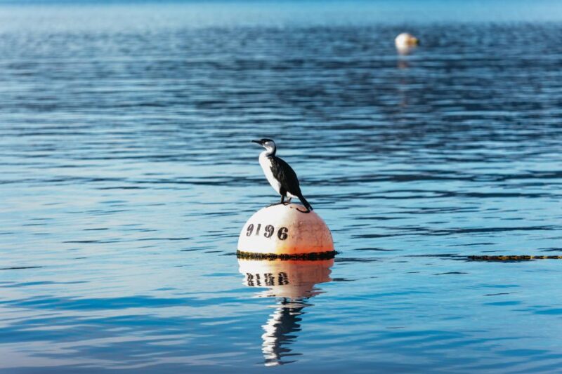 From Port Arthur: Tasman Island Wilderness Cruise - Key Points