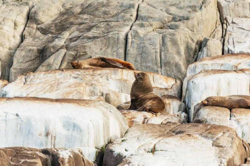 From Port Arthur: Tasman Island Wilderness Cruise - Cruise Inclusions