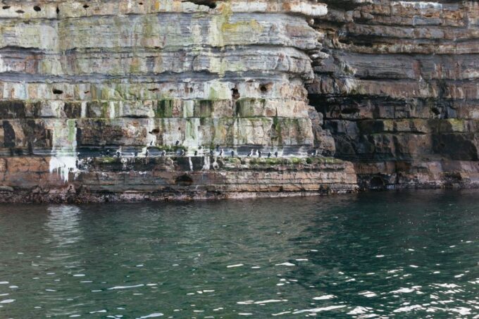 From Port Arthur: Tasman Island Wilderness Cruise - Wildlife Sightings