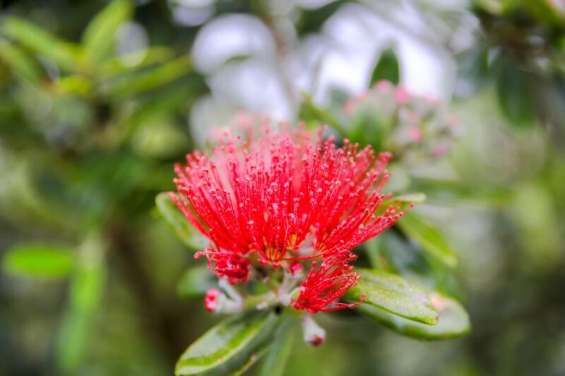 From Port Chalmers: City, Sights & Larnach Castle - Key Points