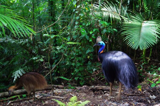 From Port Douglas: Daintree and Mossman Gorge Day Tour - Daintree Ice Cream Co