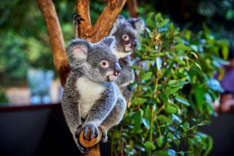 From Port Douglas: Hartley's Crocodile Park, Skyrail & Train - What to Keep in Mind