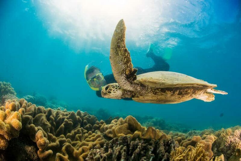 From Port Douglas: Sail to Low Isles Great Barrier Reef - Why This Tour Stands Out