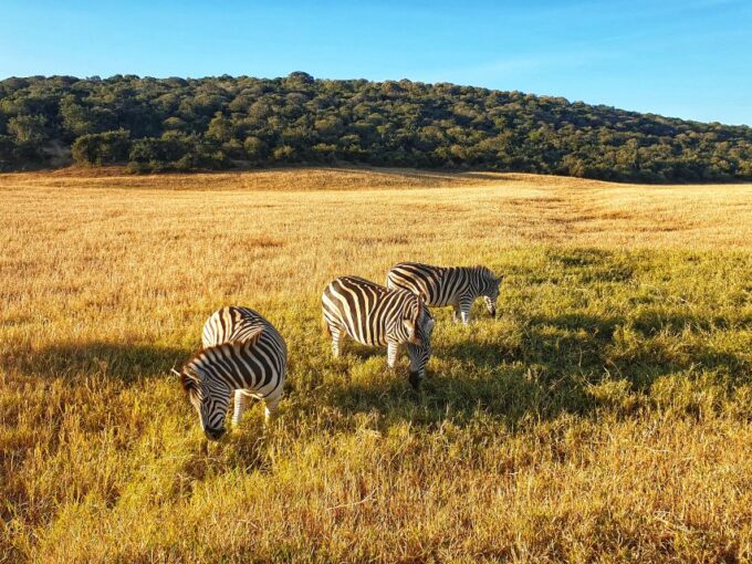 From Port Elizabeth: 5-Day Garden Route Tour to Cape Town - Frequently Asked Questions