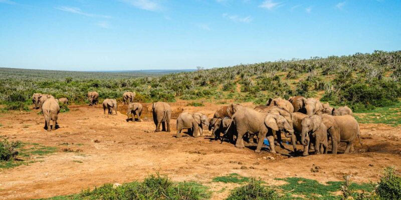 From Port Elizabeth: Addo Elephant National Park Safari - Key Points