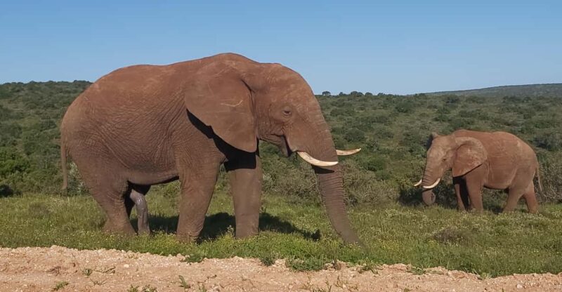 From Port Elizabeth: Addo Elephant National Park Safari - Overview and Pricing