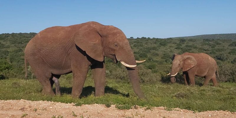 From Port Elizabeth: Addo Elephant National Park Safari - Wildlife and Park Information