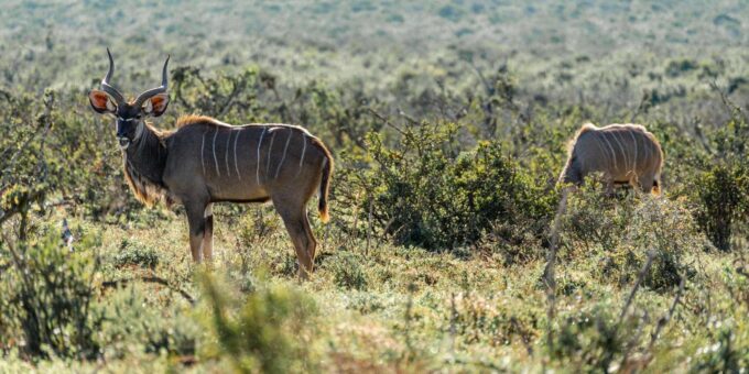 From Port Elizabeth: Addo Elephant National Park Safari - Duration and Pickup Locations