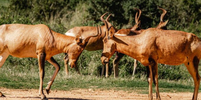 From Port Elizabeth: Addo Elephant National Park Safari - Cancellation Policy and Payment Options