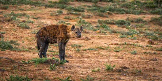 From Port Elizabeth: Addo Elephant National Park Safari - Scenic Viewing and Photography