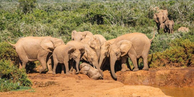 From Port Elizabeth: Addo Elephant National Park Safari - Frequently Asked Questions