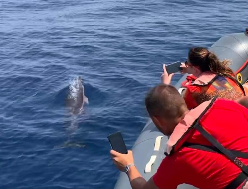 From Portimão:Dolphin Watch & Lagos Coastline With Biologist - Itinerary and Experience