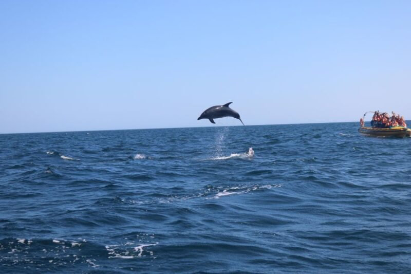 From Portimão:Dolphin Watch & Lagos Coastline With Biologist - Dolphin and Marine Life Information