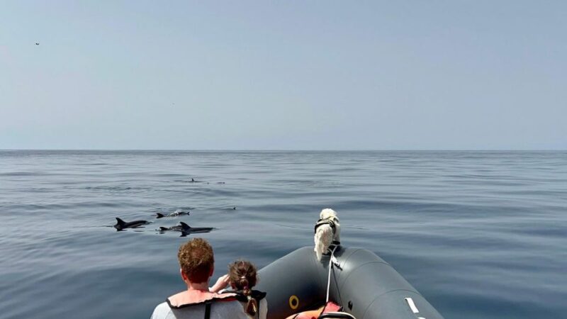 From Portimão:Dolphin Watch & Lagos Coastline With Biologist - Scenic Features and Natural Wonders