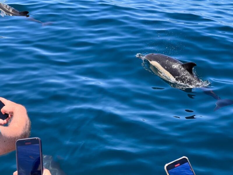 From Portimão:Dolphin Watch & Lagos Coastline With Biologist - Tour Inclusions and Restrictions