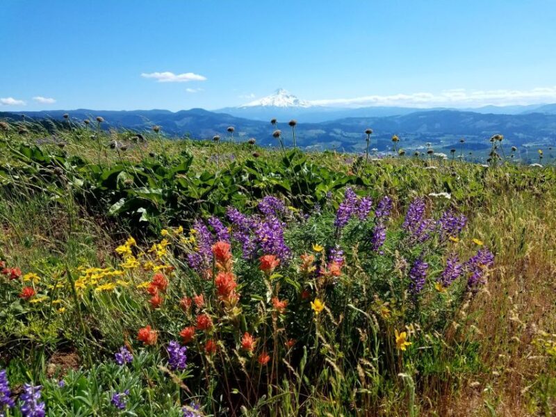 From Portland: Full Day Gorge Waterfalls & Mt. Hood Tour - Customer Reviews