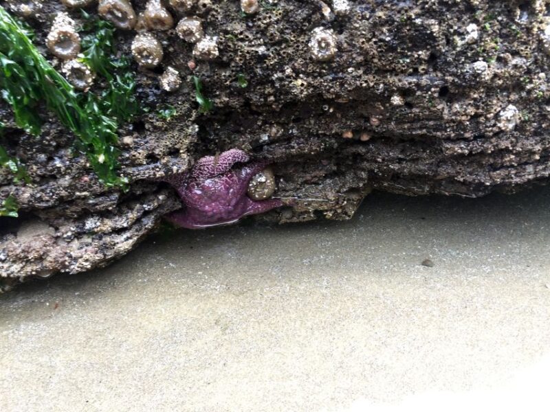 From Portland: Oregon Coast Day Trip Cannon Beach Area - Tour Details