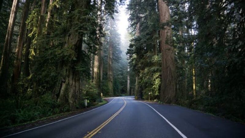 From Portland: Oregon Coast Tour - Experience and Activities