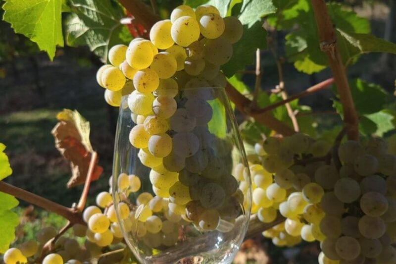 From Portland: Willamette Valley Full-Day Wine Tour - Itinerary Details