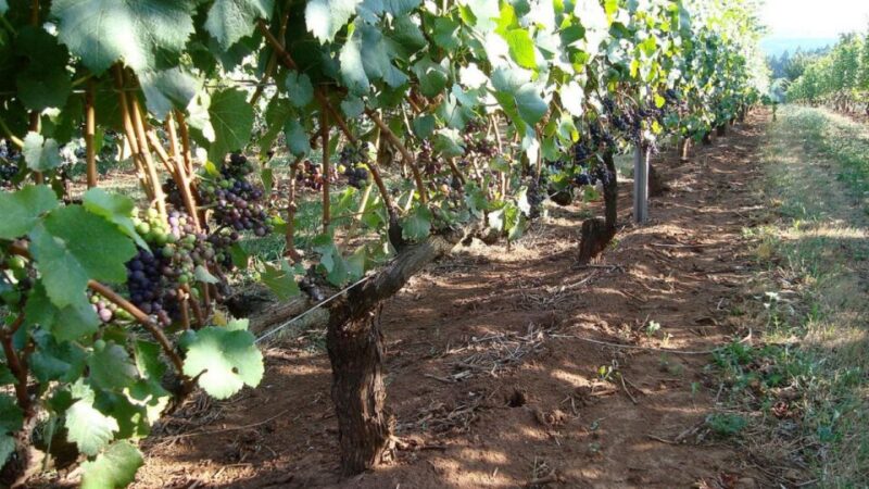 From Portland: Willamette Valley Full-Day Wine Tour - Booking and Cancellation