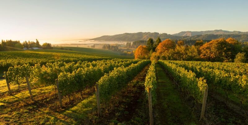 From Portland: Willamette Valley Wine Tasting Tour - Itinerary Highlights