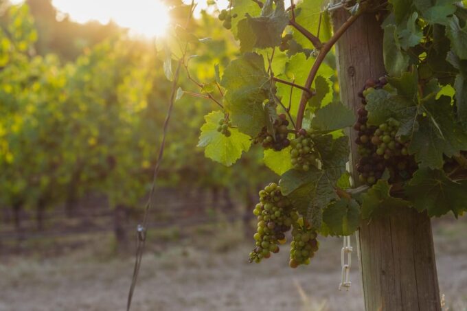 From Portland: Willamette Valley Wine Tasting Tour - Frequently Asked Questions