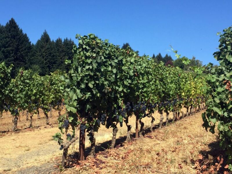 From Portland: Willamette Valley Wine & Whisky - The Sum Up