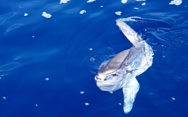 From Porto Ercole: Giannutri Island Snorkeling Boat Trip - Itinerary and Activities