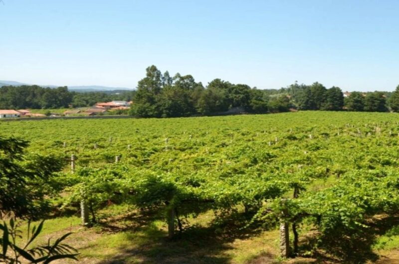 From Porto: Monção Wineries Tour With Wine Tastings - Culinary Experience