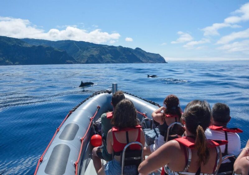 From Porto Moniz: Whale and Dolphin Watching Tour in Madeira - Pricing and Cancellation Policy
