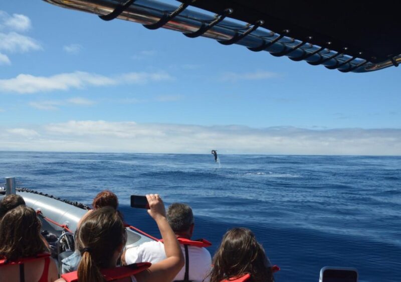 From Porto Moniz: Whale and Dolphin Watching Tour in Madeira - Included and Excluded Items