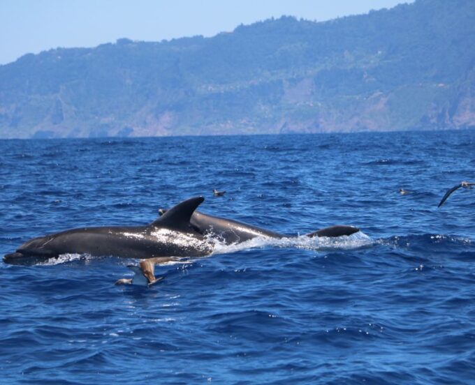 From Porto Moniz: Whale and Dolphin Watching Tour in Madeira - Customer Feedback Highlights