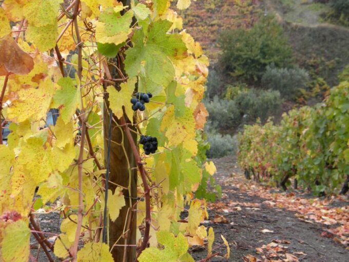From Porto: Private Douro Valley Tour With Booking Service - Group Size and Duration