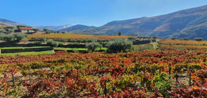 From Porto Private Wine Tour Tasting, Train and Vinho Verde - Boat Cruise and Train Ride