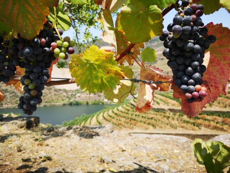 From Porto: Tastings at 2 Wineries, Chefs Lunch & Boat Tour - Boat Cruise