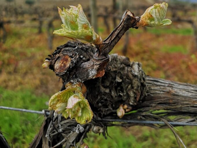 From Porto: Tastings at 2 Wineries, Chefs Lunch & Boat Tour - Frequently Asked Questions