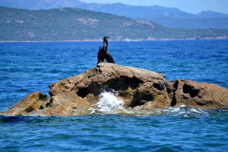 From Porto-Vecchio: Lavezzi Archipelago Sightseeing Cruise - Key Points