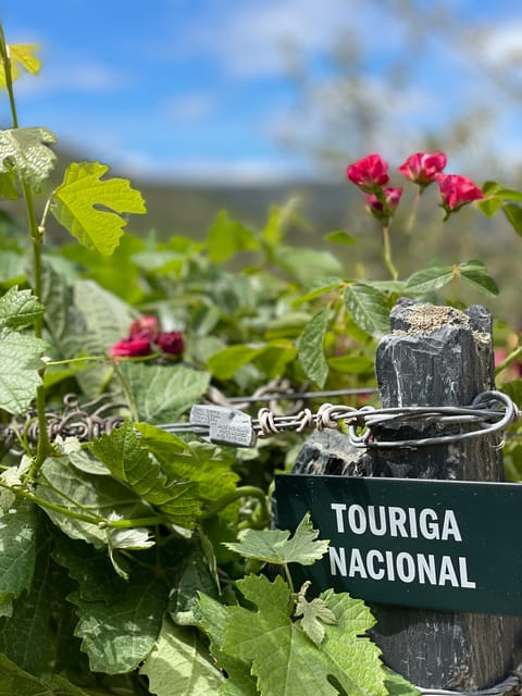 From Porto:Douro Valley Private Tour With Wine,Lunch, Cruise - Key Points
