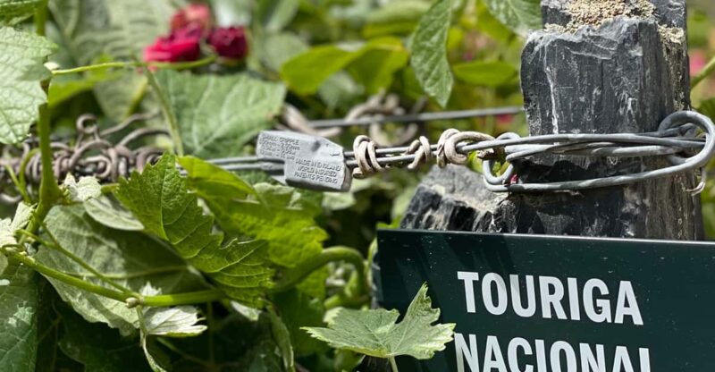 From Porto:Douro Valley Private Tour With Wine,Lunch, Cruise - Itinerary Highlights