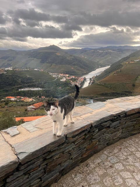 From Porto:Douro Valley Private Tour With Wine,Lunch, Cruise - Booking Information
