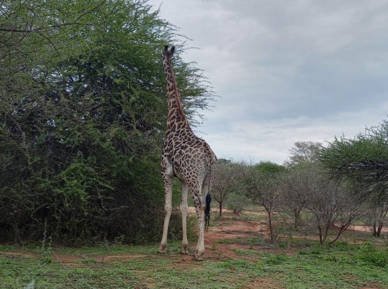 From Pretoria: 4-Day Guided Trip to Kruger Park and Graskop - Key Points
